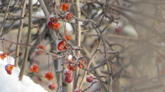 Malus baccata