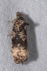 Endothenia gentianaeana