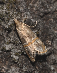 Euchromius gozmanyi