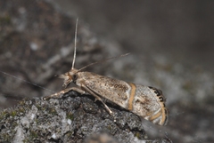 Euchromius gozmanyi
