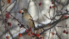 Coccothraustes coccothraustes