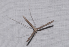 Agdistis meridionalis