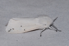 Spilosoma urticae