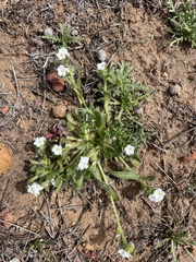 Plagiobothrys collinus californicus