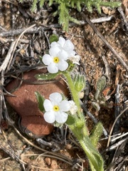 Plagiobothrys collinus californicus
