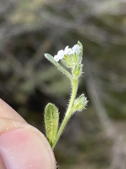 Plagiobothrys collinus californicus