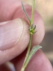 Plagiobothrys collinus californicus