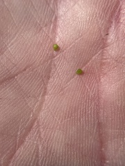 Plagiobothrys collinus californicus