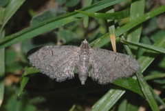 Eupithecia ultimaria