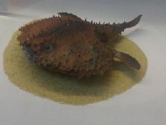 Batfish photo 4