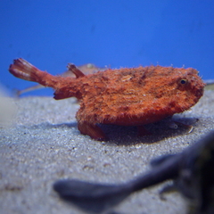 Batfish photo 5