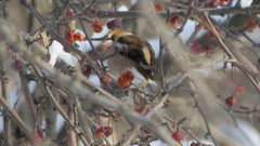 Coccothraustes coccothraustes