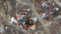 Coccothraustes coccothraustes