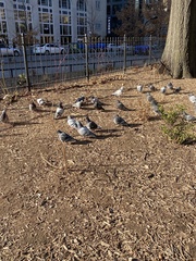 Columba livia domestica