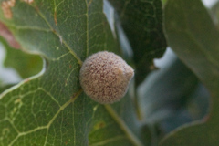 Cynips multipunctata