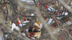 Coccothraustes coccothraustes