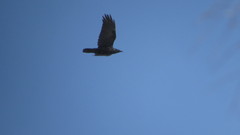 Corvus corax