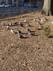 Columba livia domestica