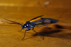 Cosmosoma stibosticta