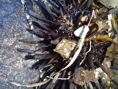 Strongylocentrotus purpuratus