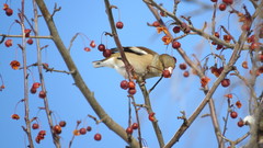 Coccothraustes coccothraustes