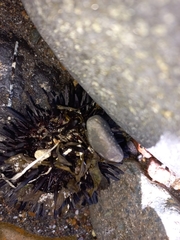 Strongylocentrotus purpuratus