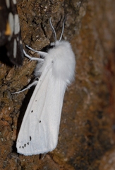 Spilosoma urticae