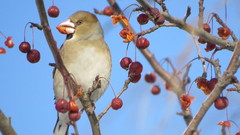 Coccothraustes coccothraustes