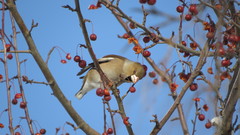 Coccothraustes coccothraustes