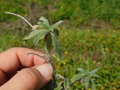 Echium angustifolium