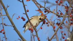 Coccothraustes coccothraustes