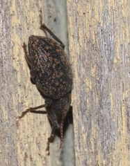 Otiorhynchus aurifer