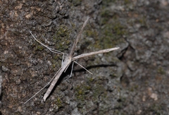 Agdistis meridionalis