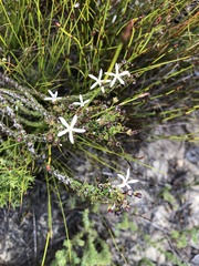 Wahlenbergia tenella