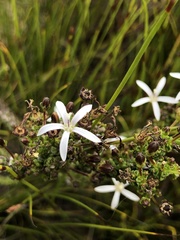 Wahlenbergia tenella