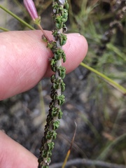 Wahlenbergia tenella