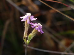 Silene bellidifolia