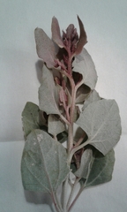 Atriplex rosea