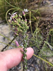 Wahlenbergia tenella