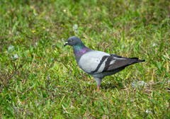 Columba livia domestica