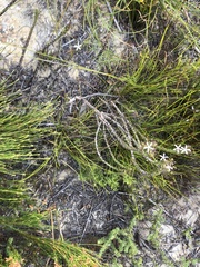 Wahlenbergia tenella