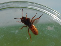 Nomada agrestis