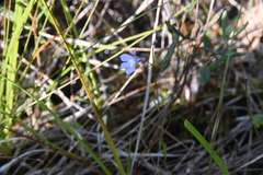Lobelia kalmii