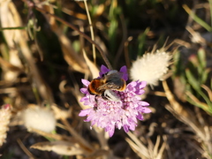 Dasypoda argentata