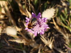 Dasypoda argentata
