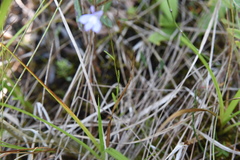 Lobelia kalmii