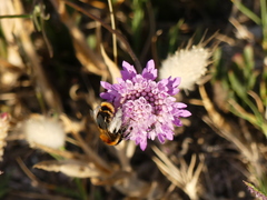 Dasypoda argentata