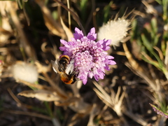 Dasypoda argentata