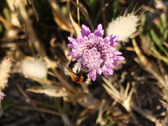 Dasypoda argentata