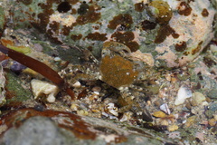 Gaetice depressus